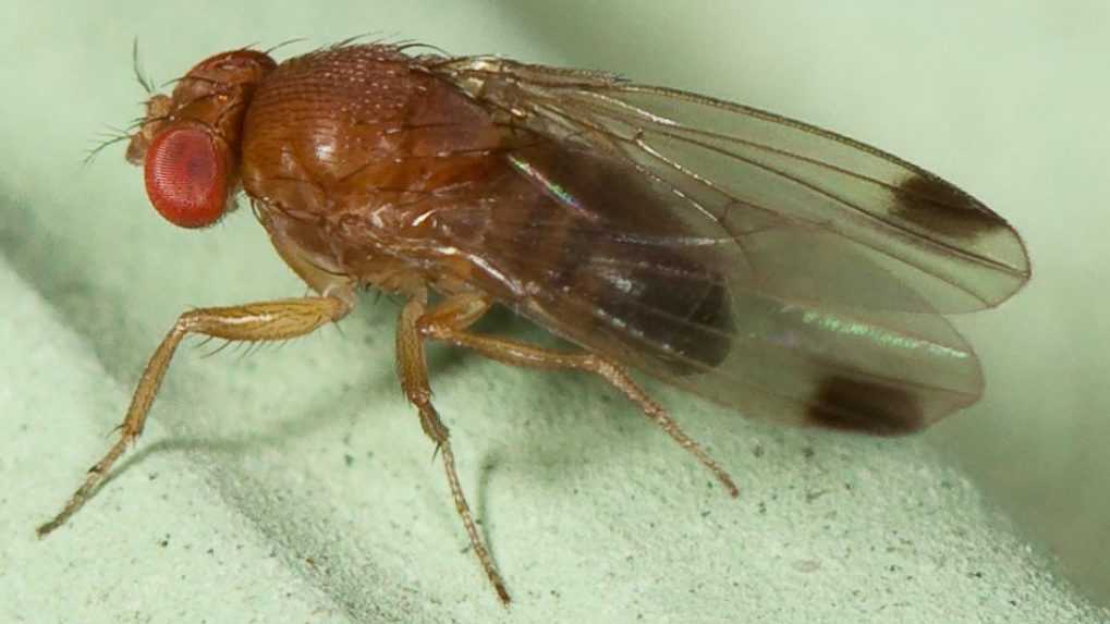 Drosophila suzuki Ã¢Â€Â“ drozofila japonskÃƒÂ¡.