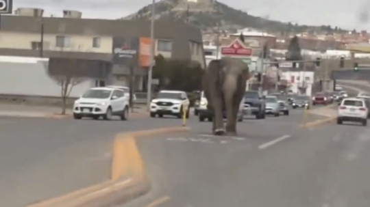 Na snímke slonica v americkom meste Butte.