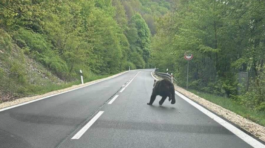 Na snímke medveď na ceste pri obci Košická Belá.