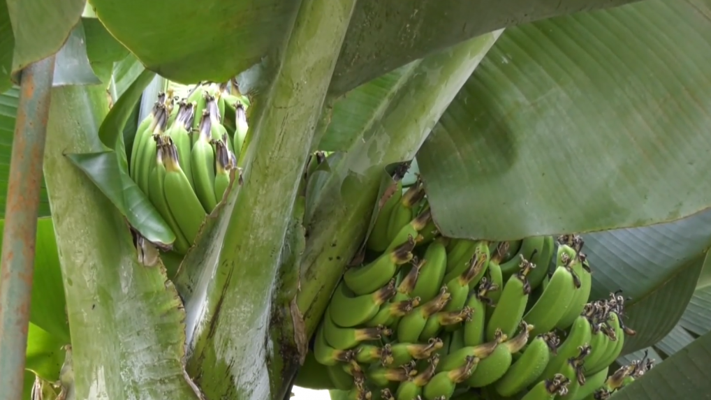 Banány rastú aj na Slovensku. Pestovateľ z juhu sa môže pochváliť stovkami plodov