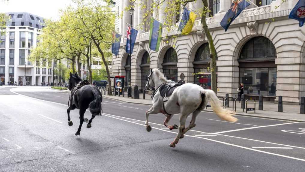 Kráľovské kone spôsobili chaos v doprave, splašené pobehovali po centre Londýna
