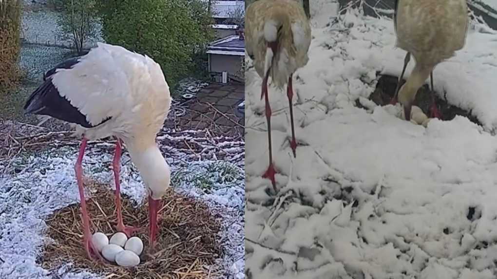 Bocianie hniezda pod snehom: Aprílové počasie ich prekvapilo, robia všetko pre to, aby ochránili svoje mláďatá