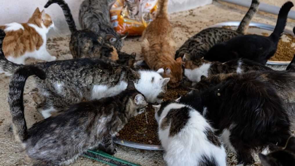 Páru vo Francúzsku súd zakázal vlastniť zvieratá. V byte mali desiatky zanedbaných mačiek