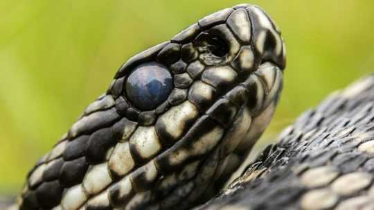 Ilustračná snímka hada.