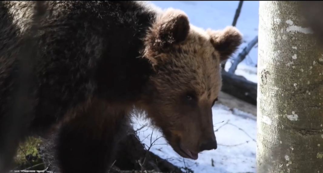 Ideálne by bolo, keby poľovníci a ochranári našli spoločnú reč: Takto vnímajú reguláciu medveďa zoológovia