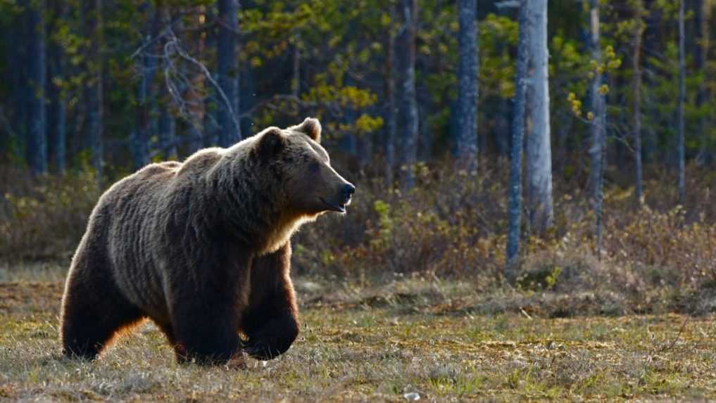Okres Kysucké Nové Mesto vyhlásil pre výskyt medveďov mimoriadnu situáciu