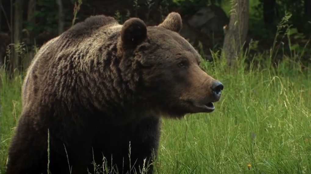 Na farmára v obci Háj zaútočil medveď, zranený mladík stretol šelmu opäť o tri dni