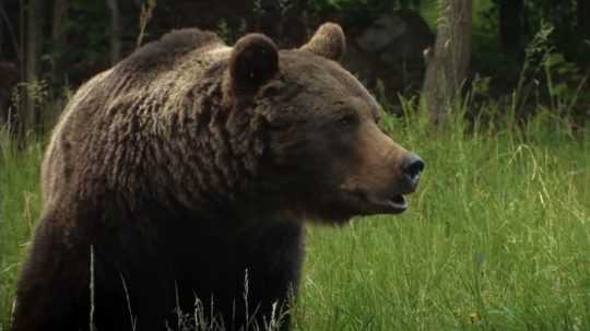 Stretov s medveďmi na Slovensku pribúda.