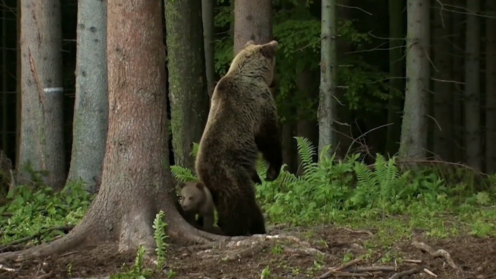 Výskyt medveďov na Morave: Šelmy zaznamenali dva dni po sebe, prichádzajú zo Slovenska