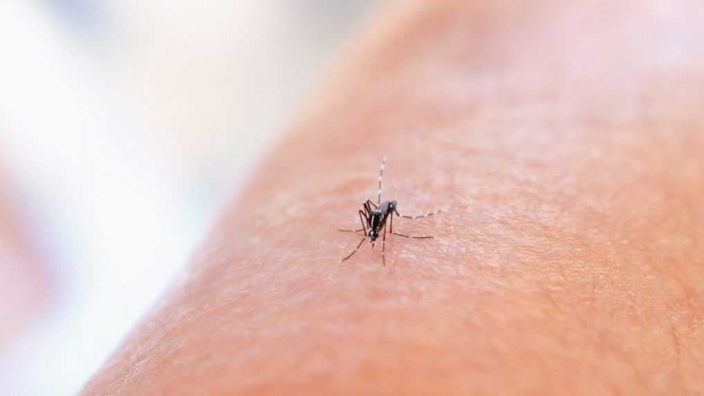 V Košiciach potvrdili ázijský druh invázneho komára. Ide o potenciálneho prenášača vírusov