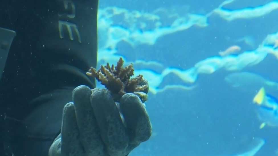 Noemova archa pre koraly: Holandskí vedci vytvorili najohrozenejším druhom akvárium na ich záchranu