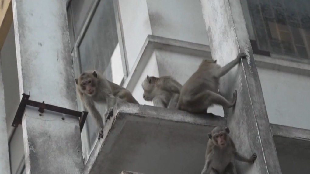 Populárnu destináciu v Thajsku ovládli opice, problémy robia turistom aj miestnym