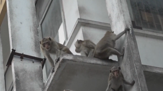 Čoraz agresívnejšie makaky eviduje provincia Lopburi.