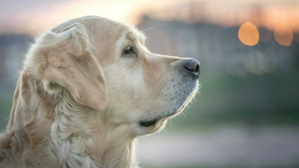 Psy preukázali ďalšiu špeciálnu schopnosť. Z ľudského dychu môžu rozpoznať stres