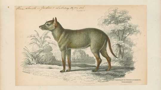 Dusicyon sylvestris, jeden z vyhynutých druhov juhoamerických psovitých šeliem.