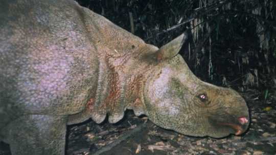 Archívna snímka jávskeho nosorožca.