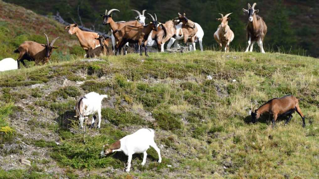 Premnožené kozy na Alicudi: Ostrov hľadá záujemcov o adopciu