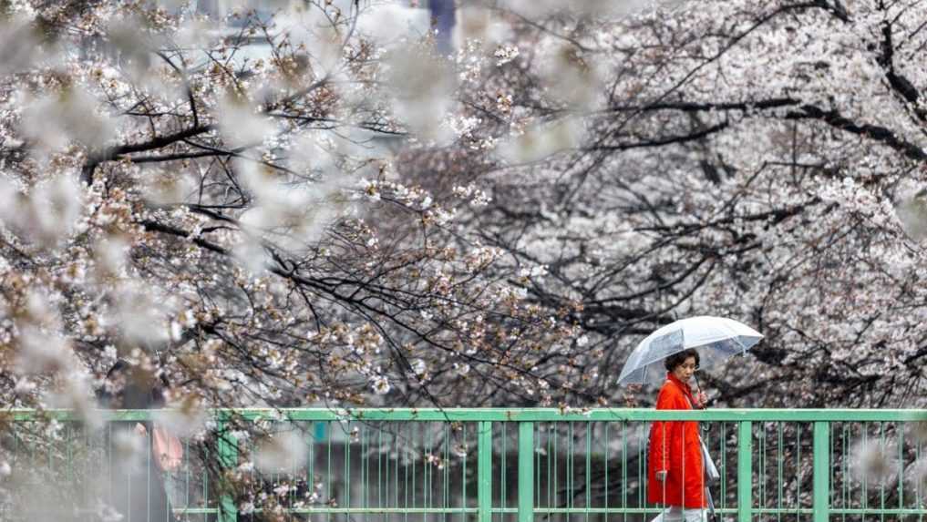VIDEO: Tokio rozkvitlo, začala sa sezóna japonských čerešní. Pokochajte sa pohľadom na ne aj vy