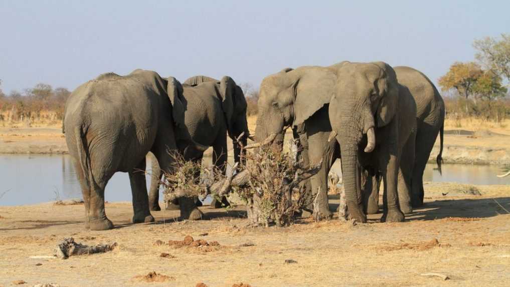 V Botswane sa vraj premnožili slony: Tisíce zvierat chcú poslať do Nemecka pre spor o dovoz trofejí