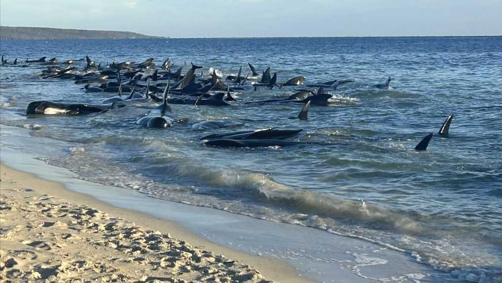 VIDEO: V Austrálii uviazlo viac ako sto veľrýb, niektoré už uhynuli. Tamojší odborníci sa ich snažia zachrániť
