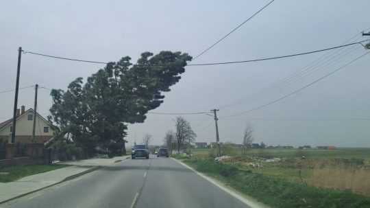 Na snímke strom skláňajúci sa nad cestou.