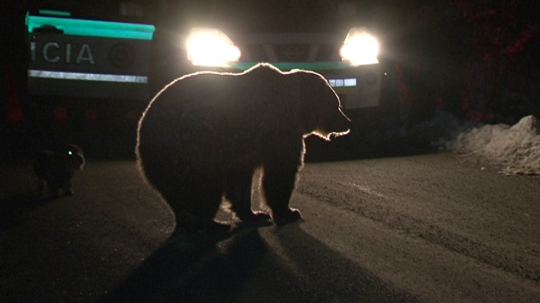 Snímka medveďa, v pozadí policajné vozidlo.