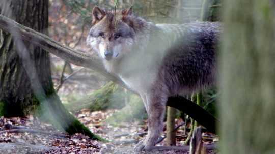 Ilustračná snímka vlka v lese.