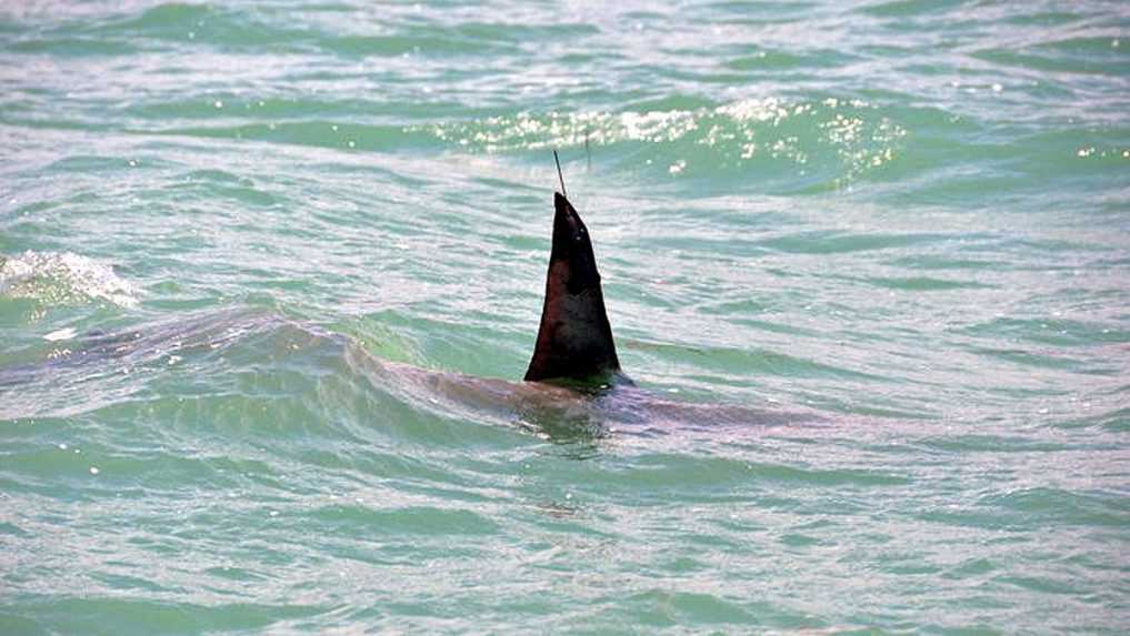 V Karibiku útočil žralok. Britský turista skončil s vážnymi zraneniami v nemocnici