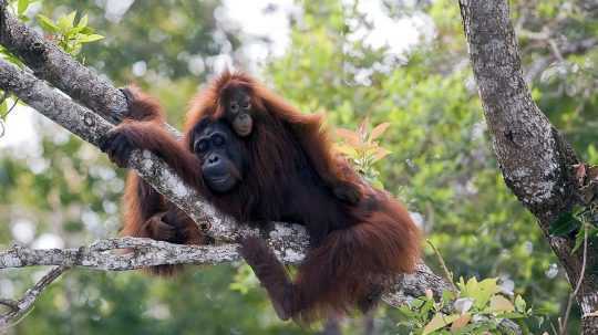 Na snímke orangutan.