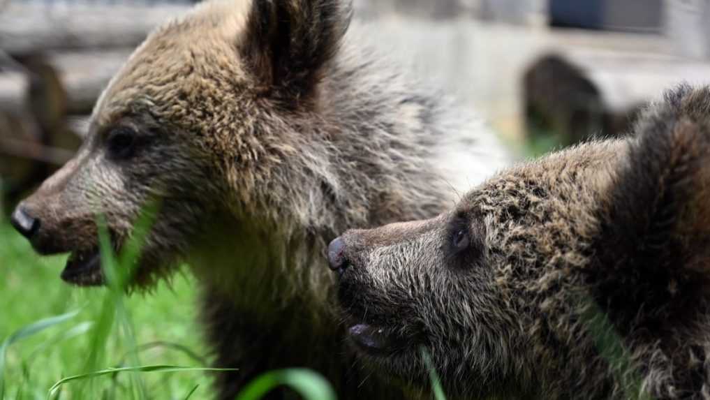 Medveď opakovane navštevuje obývanú oblasť Veľkej Lomnice. Obec vyzýva ľudí na ostražitosť