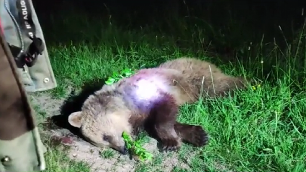 Problémového medveďa v Očovej eliminovali: Mladú medvedicu zastrelil Rudolf Huliak