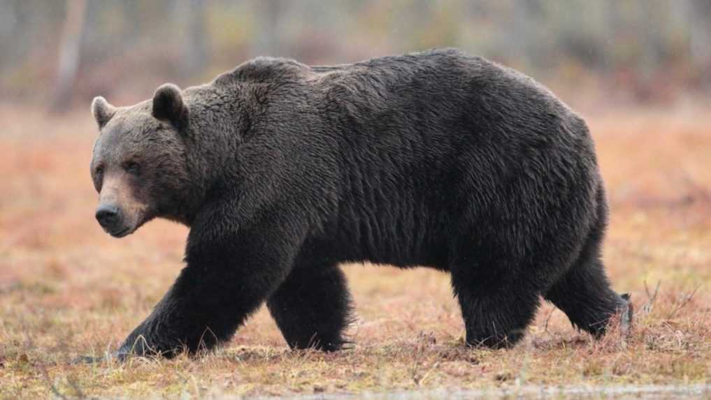 V obci Kľačno sa medveď dobýjal do kurína. Polícia vyzýva na opatrnosť