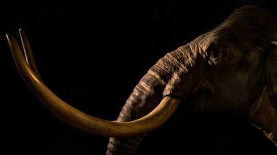 Stepný mamut v austrálskom múzeu.