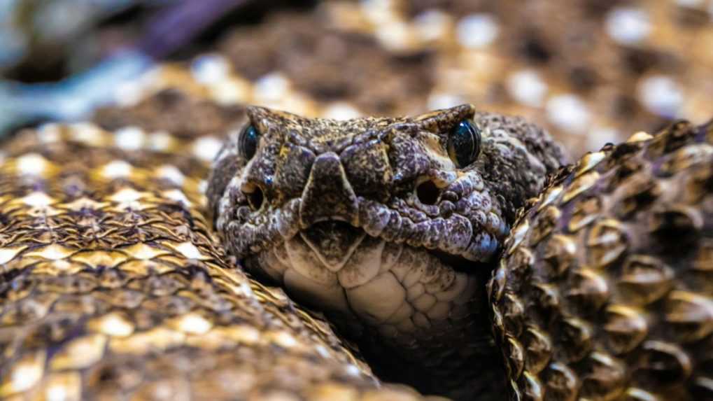 Globálne otepľovanie zrejme zapríčiní masovú migráciu jedovatých hadov, tvrdí štúdia