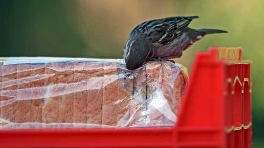 Vták sa snaží jesť chlieb z vrecúška.
