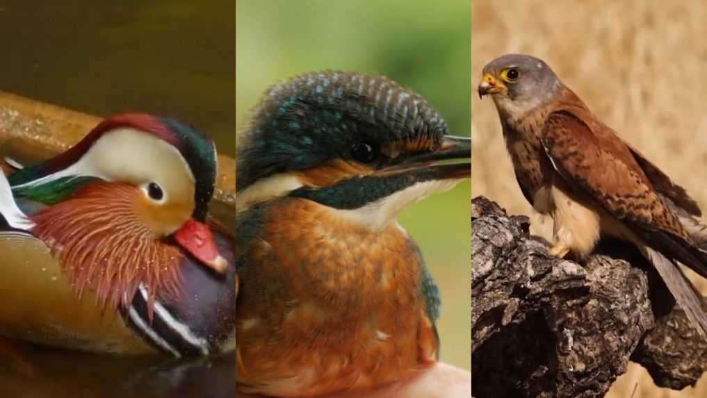 Na Slovensko prichádzajú nové druhy vtákov. Môžu byť nebezpečné pre pôvodné druhy