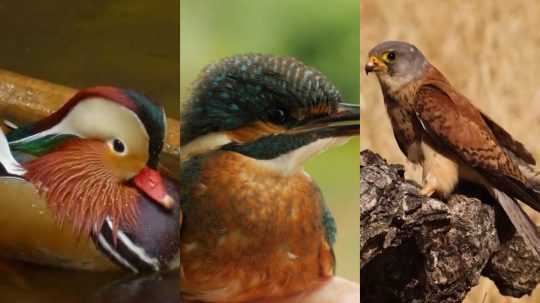 Na koláži rôzne druhy vtákov.