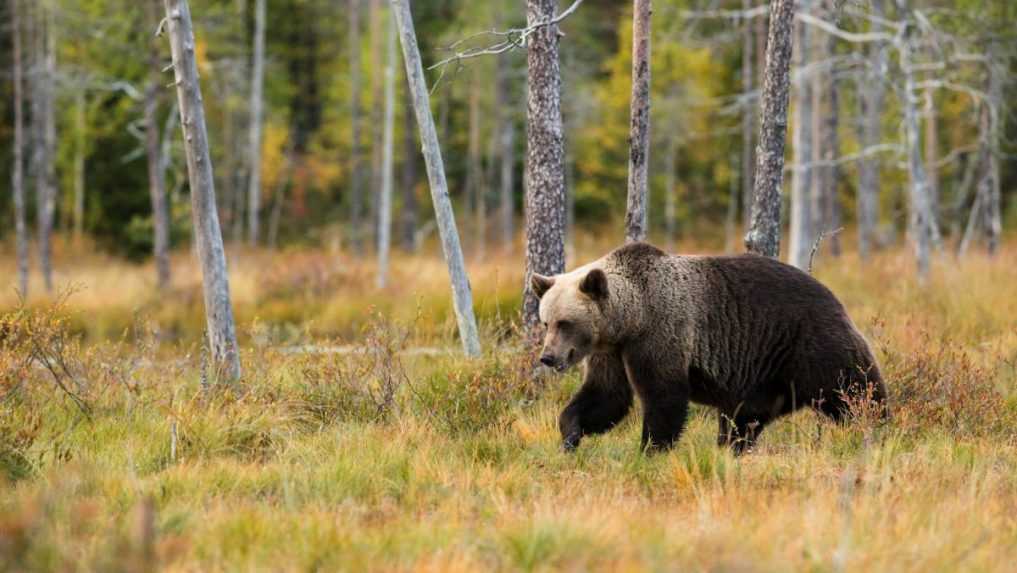 Poslanci schválili novelu zákona, ktorá má zjednodušiť odstrel medveďov