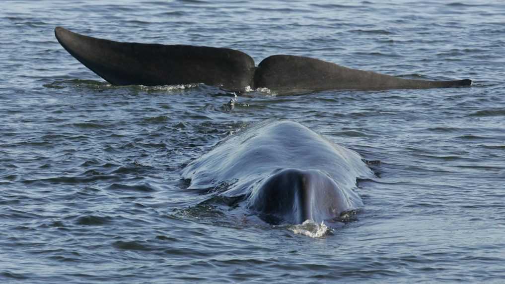Japonsko zaradilo na zoznam komerčne lovených veľrýb ďalší druh vráskavca