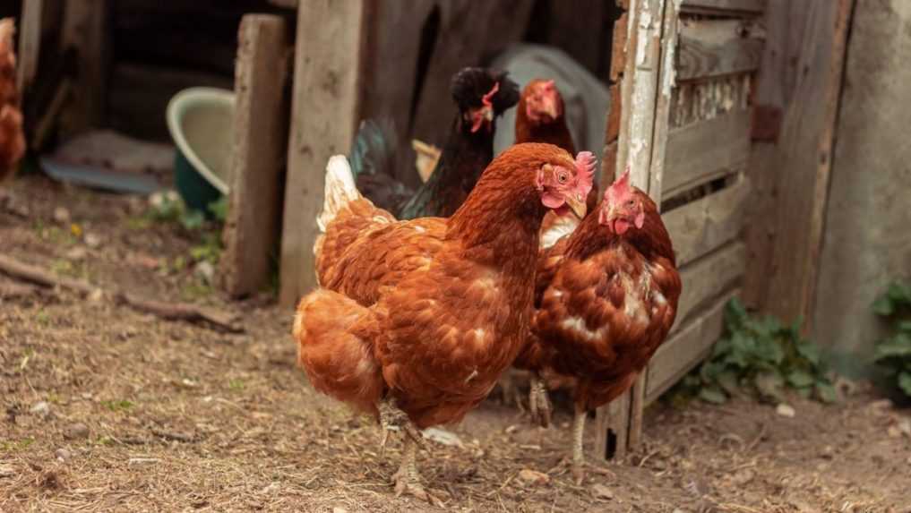 Farmár v Turecku púšťa sliepkam Mozarta, aby znášali viac vajec. Tvrdí, že to funguje