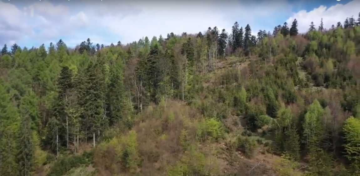 Kúpele Štós na východe Slovenska bojujú o svoju záchranu. Ťažba dreva ohrozuje ich liečivý účinok