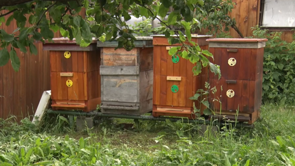 Pri Prešove potvrdili včelí mor. Postihnuté včelie rodiny museli spáliť