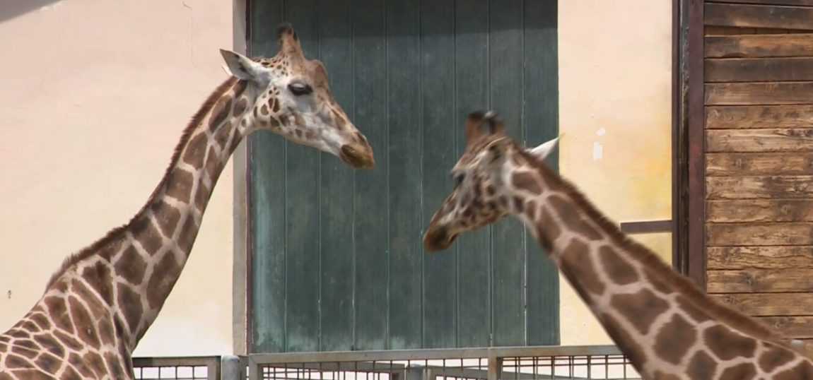 Na svetový deň žiráf si bratislavská ZOO pripravila špeciálne podujatie. Návštevníci vyšší ako dva metre mali vstup zadarmo