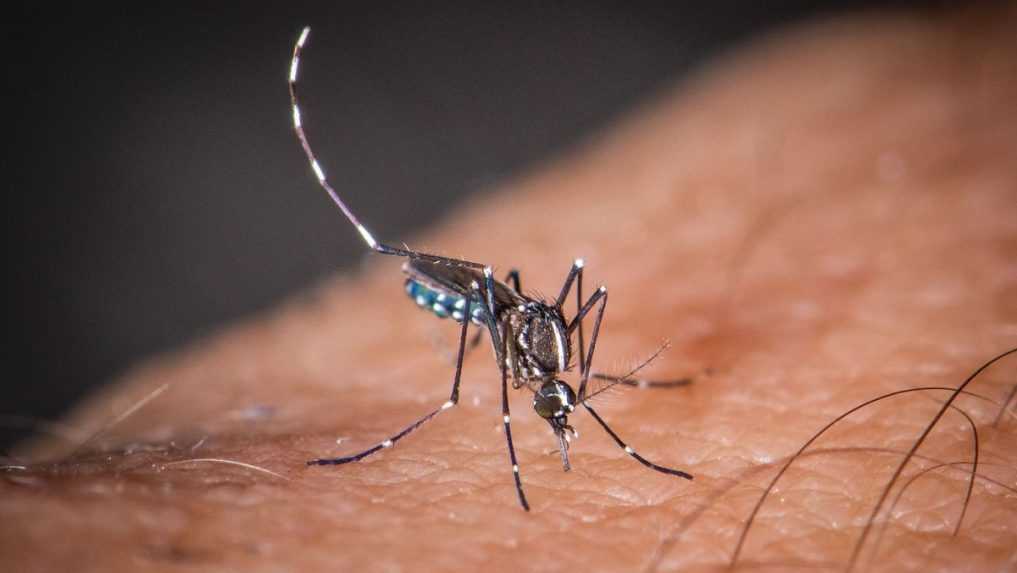 Počet komárov šíriacich vážne ochorenie v Európe stále rastie
