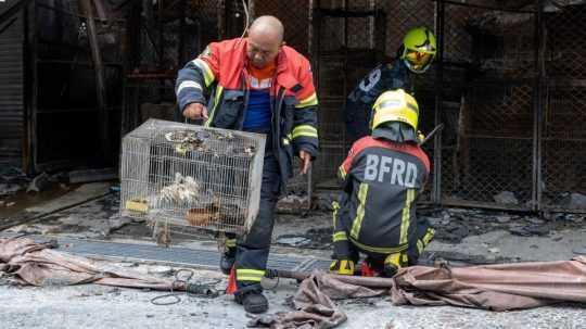 Hasič vynáša zranené zvieratá v klietke po požiari v Bangkoku.