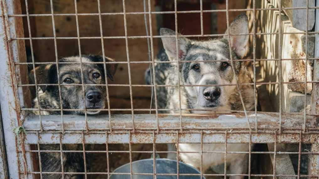 Tretina minimálnej mzdy za adopciu psa: V Prištine riešia problém s túlavými zvieratami po svojom
