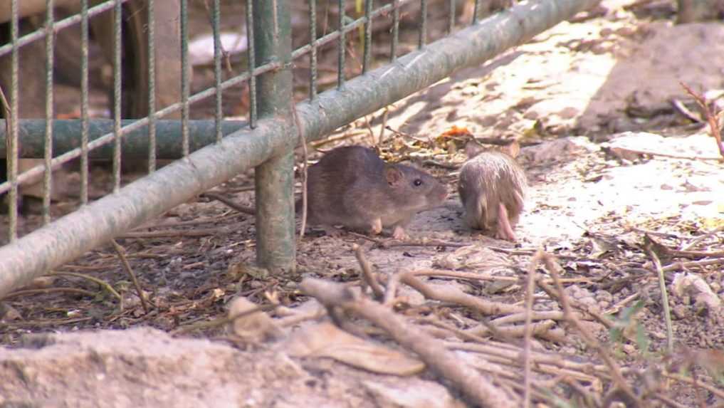 Premnožené potkany v Košiciach: Ľudia sa pre ne boja vynášať smeti