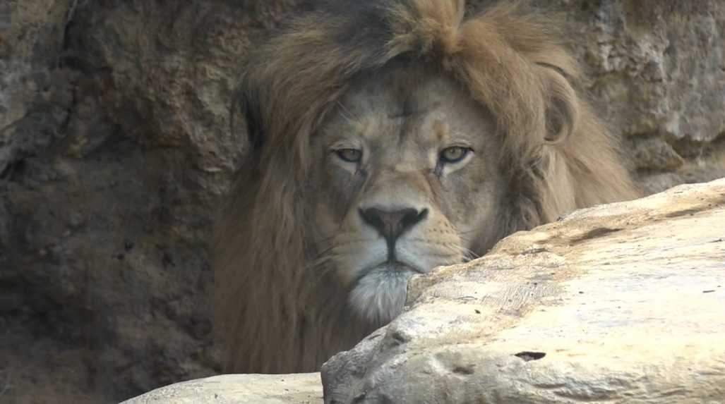 Bojnická zoo prišla o svoju pýchu: Leva Aslana museli pre ťažkú chorobu utratiť