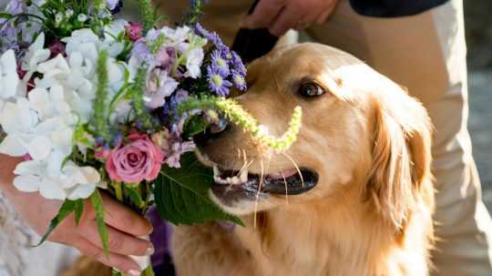 Na snímke pes so svadobnou kyticou.