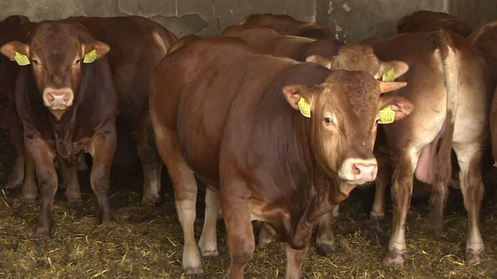 Na Slovensku ubúdajú veterinárni lekári veľkých zvierat. Hrozí, že sa o ne nebude mať kto starať